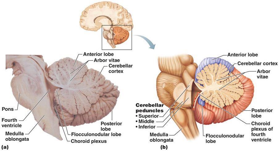 CNS - mozeček (cerebellum) Kůra mozečku (cortex cerebelli) Stratum moleculare - košíčkové a hvězdicovité buňky Stratum gangliosum - Purkyňovy buňky Stratum granulosum - malé