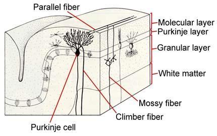 Cerebellum (zapojení neuronů) - jediná eferentní vlákna košíčkové buňky