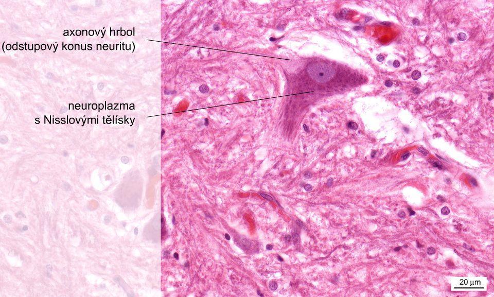 Interneurony vsunuté, komisurální, asociační