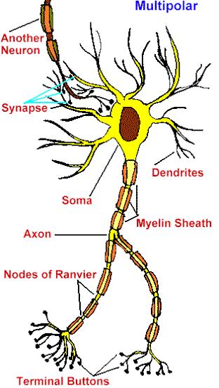Nervová tkáň neurony neuroglie