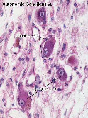 Ganglia