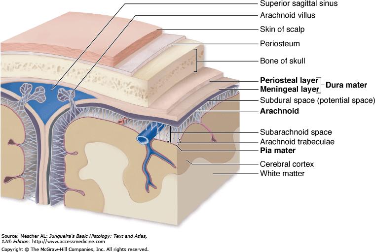 Mozkomíšní obaly - meningy Dura mater endosteální vrstva (periostální) meningeální vrstva v určitých místech obě vrstvy odděleny venózní sinusy Arachnoidea jemná,