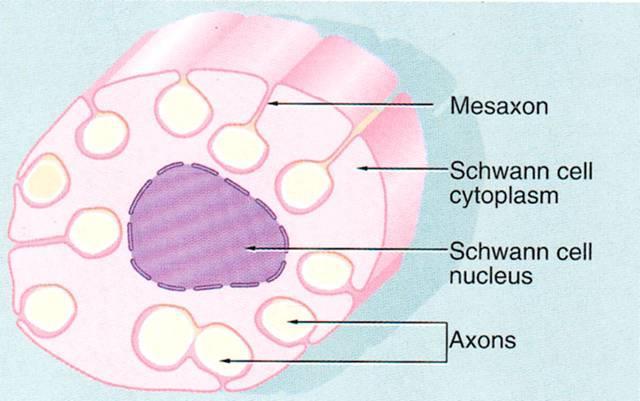 nervy - šedá vlákna Remakova) myelinizovaná Schwannova pochva