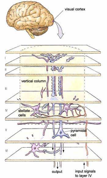 CNS - cortex cerebri -