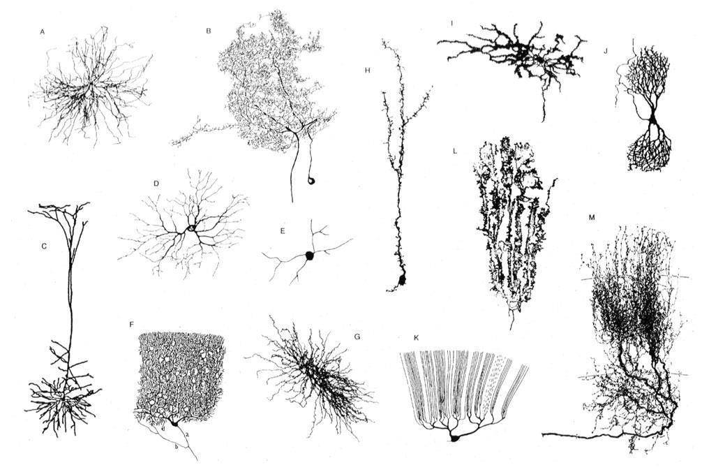 CNS - cortex cerebri typy neuronů pyramidové buňky zrnité (granulární) buňky vřetenovité buňky horizontální (Cajal)