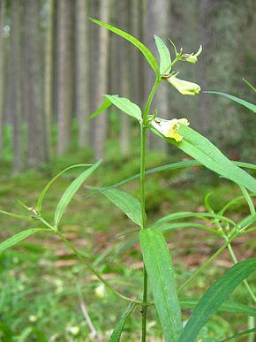 Metlice trsnatá (Deschampsia cespitosa) Ostřice kulkonosná (Carex pilulifera) Černýš luční (Melampyrum pretense)