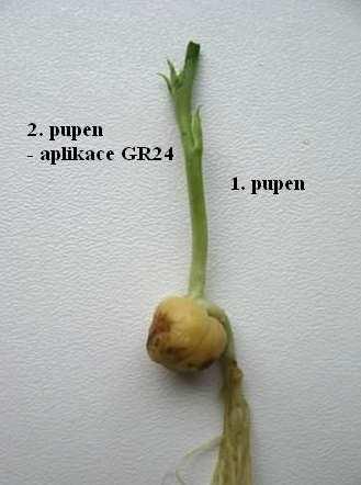 Obr. 9: Dekapitovaná rostlina hrachu, varianta s aplikací GR24 3.1.3 Odběr rostlinného materiálu Z ošetřených rostlin byly izolovány pupeny 2.