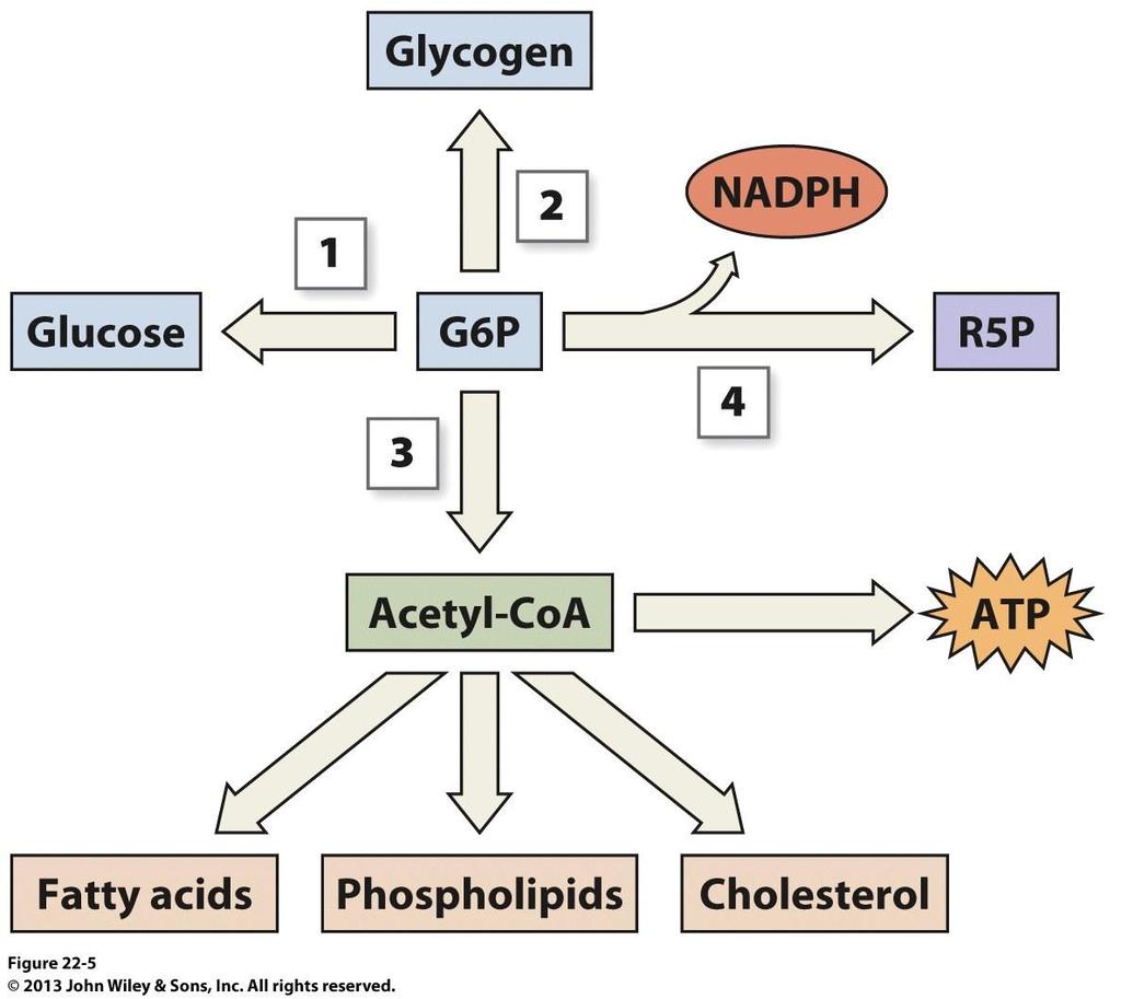 Metabolic