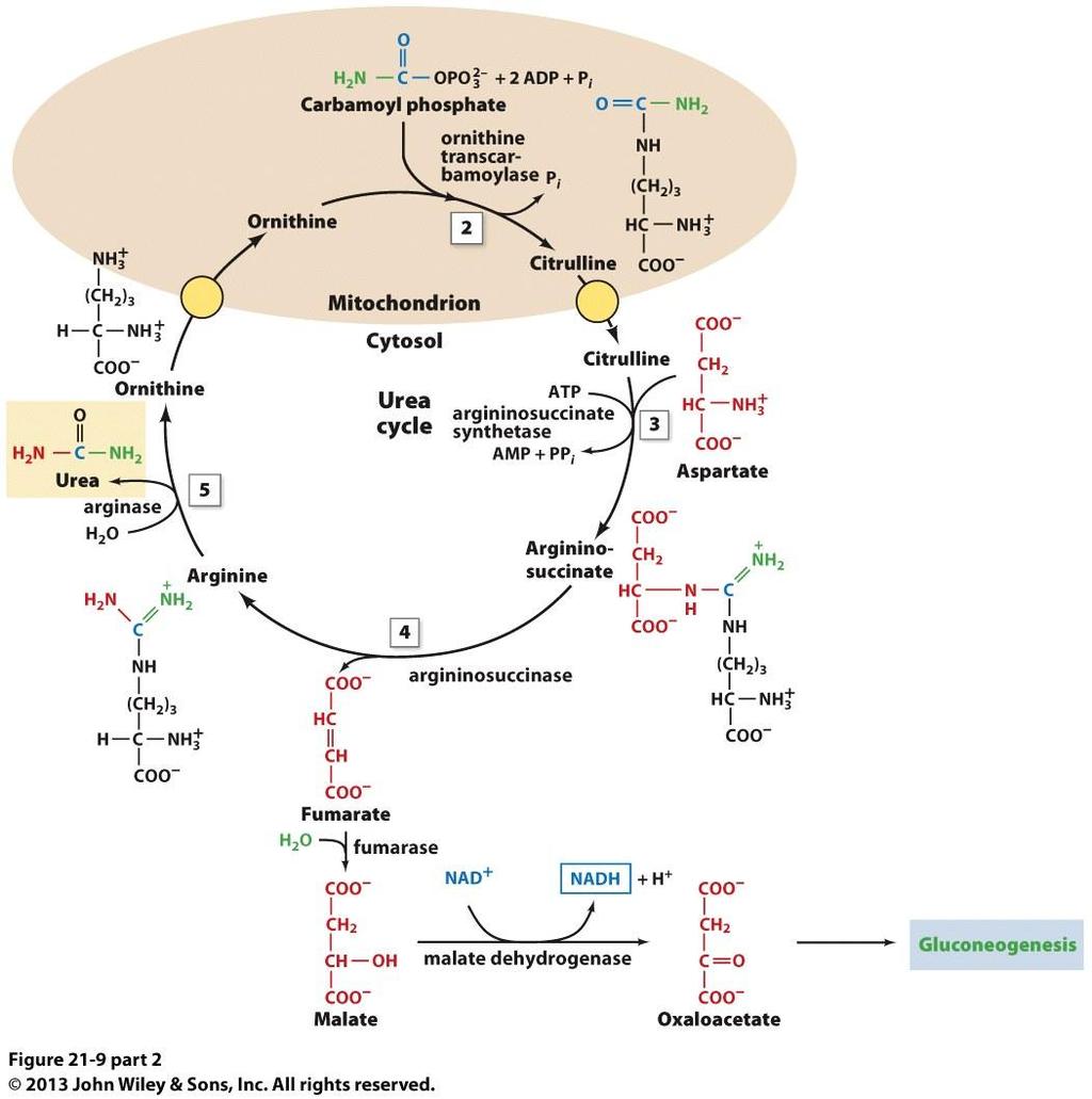 The Urea