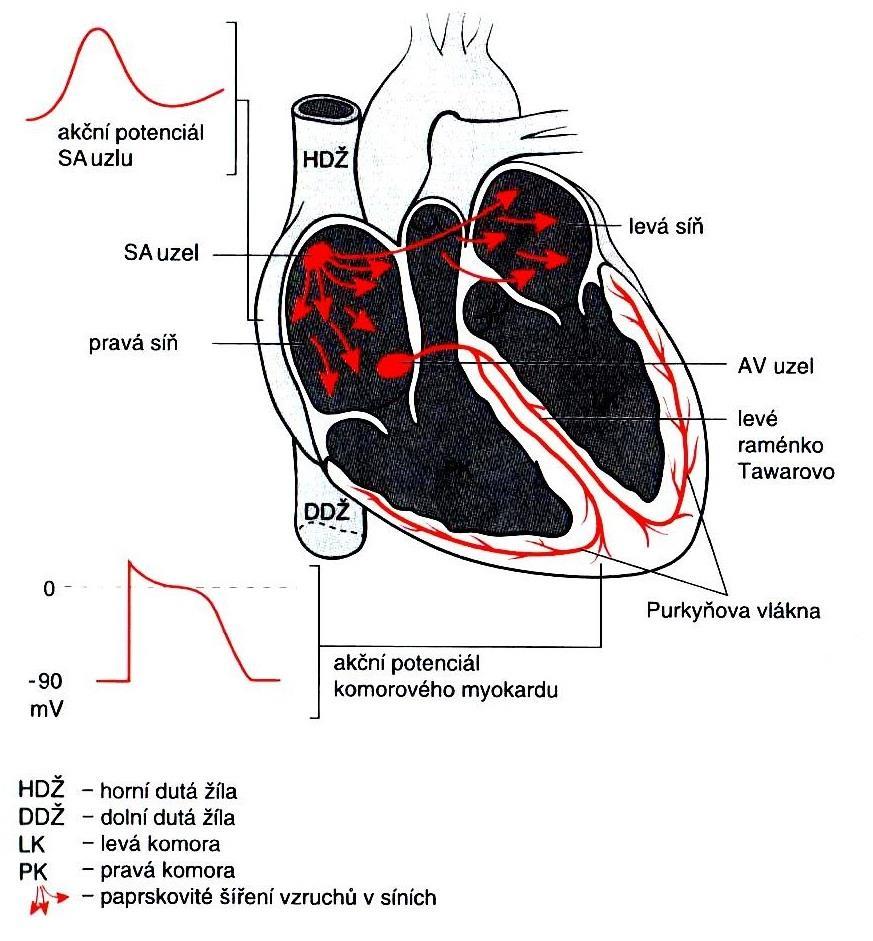 Obr. 1: Elektrická aktivace srdce sinoatriálním uzlem [7]. 2.3 Snímání EKG Ke snímání EKG se dnes používá 12 svodů k získání 12. pohledů na elektrickou činnost srdce.