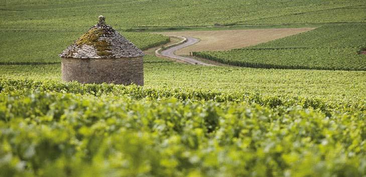 ALSASKO, BURGUNDSKO, BEAUJOLAIS Vše o víně a terroiru u nezávislých vinařů 7. 5. 11. 5., 25. 9. 29. 9. a 24. 10.