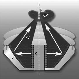 Ø 2,5 x 35 mm.hodnoty podtlakové fáze RV v ohnisku dosahují 20 25 % velikosti hodnot tlakové fáze, což dá vzniku kavitacím, jelikož bude překročen kavitační práh vody.