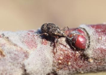 Květopas jabloňový Anthocoris sp. Hnízda samotářských včel 1.4.