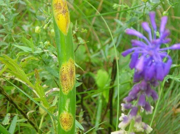 Uromyces muscari zimní ložiska