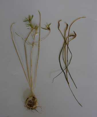 Puccinia liliacearum - zimní ložiska (telia),