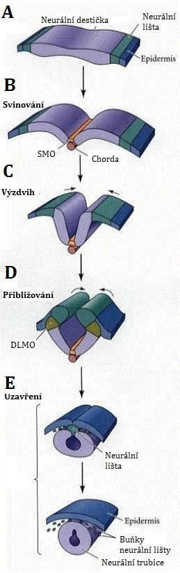 2014). Primární neurulace předchází sekundární neurulaci časově a, s přihlédnutím na předozadní osu, i místně.