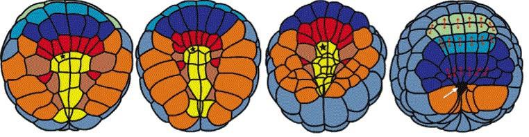 Buňky epidermis v určitých ohledech připomínají buňky neurální lišty, se kterými se ale Obrázek 3.2.2: Neurulace u kopinatce (Branchiostoma sp.).