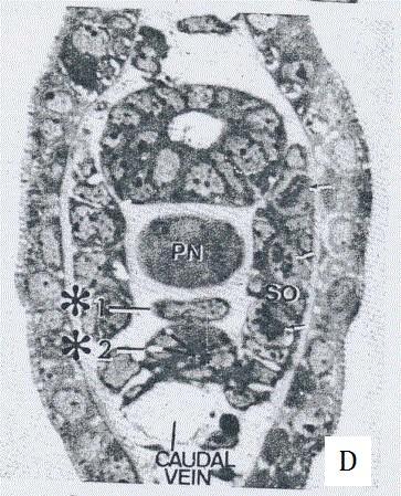 , 2004), poslední studie ukazují, že z ní vznikají také buňky nervové (Stolfi et al., 2015). 3.