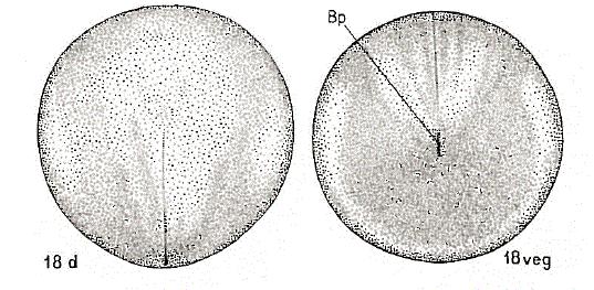 3.7 Jeseter Podobně jako bichir (Obr. 3.6.1) má i jeseter malá vajíčka s relativně malým množstvím žloutku (Obr. 3.7.1). Stejný typ vajíčka je patrně příčinou podobného způsobu neurulace, při kterém se nejprve objeví obrys neurální destičky.