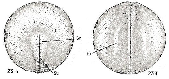 Z počátku embryogeneze (ještě před vznikem zárodečných vrstev) se povrchová vrstva buněk rozdělí na vrstvy dvě. Z Obrázek 3.8.1: Neurulace u kostlína.