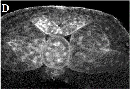 tlačí před sebou neurální valy, které se tímto působením přibližují k sobě (Morita et al., 2012). Následuje splynutí vrcholků neurálních valů (Obr. 3.