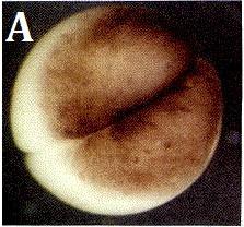 2. Neurulace a její embryologický kontext Základní představu o životním cyklu obratlovců můžeme odvodit z vývoje drápatky vodní (Xenopus laevis).
