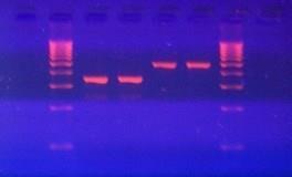 Vizualizace produktů PCR* reakce horizontální elektroforézou v agarovém gelu Fotografie pod UV prohlížečem: růžově svítící fluorescenční barvivo ethidium bromid, které se