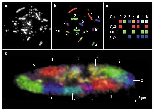 Využití vícenásobného fluorescenčního barvení k výzkumu chromozomových teritorií - jádro buňky kuřete Spektrální karyotypizace