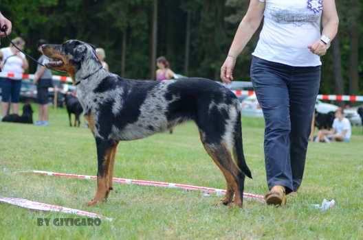 34. Callida Calypso Canis Mayrau CMKU/BC/5542/17 O: Irko du Murier de Sordeille M: Heroine des