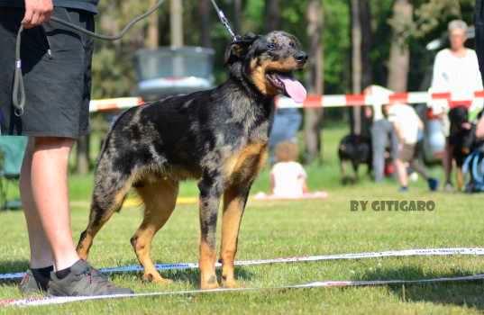 Psi třída štěňat 1. Clark of Gabreta forest CMKU/BC/5587/17 O: Aerthur Canis Mayrau M: Deborah z Ajysyt Chov: PharmDr. Viliam Stančík Maj: Veronika Stančíková ABSENCE Psi třída dorostu 2.