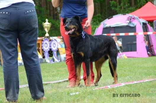 45. Edusa z Ajysyt CMKU/BC/5002/13 O: Ewook Argente du Mont des Croisettes M: Abeona z Ajysyt Chov: Světlana Ungermanová Maj: Pavel Franc Posudek: Kratší hlava, V oči tvar i barva, D pigmentace, V