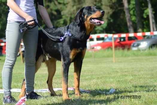 9. Cardinal Canis Mayrau CMKU/BC/5538/17 O: Irko du Murier de Sordeille M: Heroine des Gardiens Aux