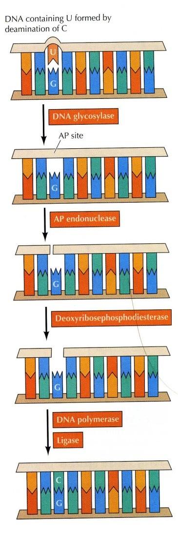 Sekvenčně nespecifické endonukleasy Mnoho z nich nachází uplatnění při reparačních procesech. Endonukleasa VIII (E. coli) funguje jako N- glykosylasa a AP-lyasa.