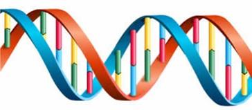 Primer extension template primer deoxynucleotide