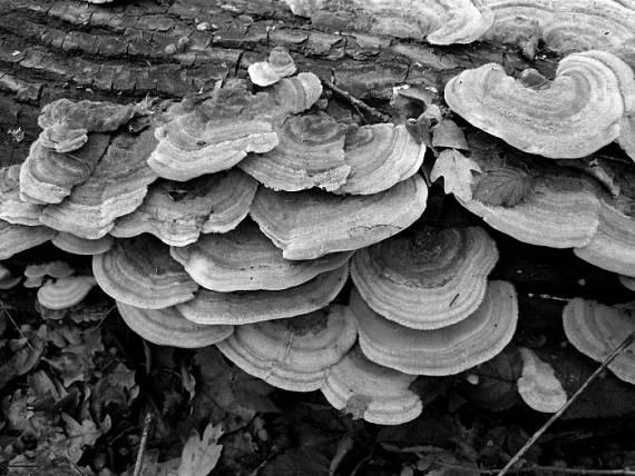 3.3.1. Systematické zařazení Říše Fungi Oddělení Basidiomycota Třída Agaricomycetes Podtřída Agaricomycetidae Řád Polyporales Čeleď Polyporaceae Rod Trametes Druh Trametes versicolor 3.3.2.