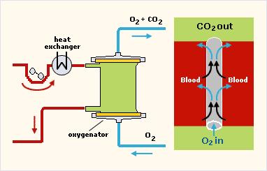Mimotělní oběh Membránový oxygenátor Součástí mimotělního oběhu je pumpa (peristaltická),