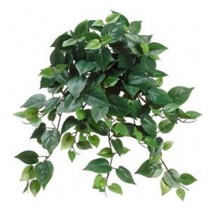 115 Spathiphyllum