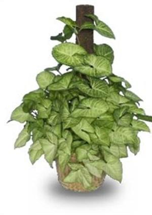116 Scindapsus