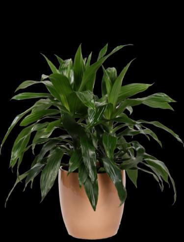 117 Syngonium