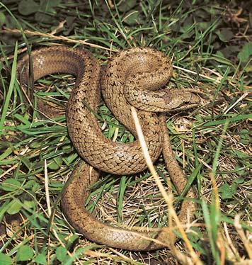 Pomûrnû ãast je i mlok skvrnit (Salamanda salamandra).