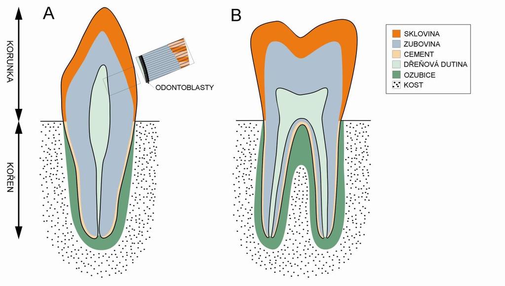 ektodermální deriváty, mezi něž patří například šupiny, peří, chlupy, kožní žlázy (včetně mléčné) a slinné žlázy. 1.1.1 Stavba zubu Zub má 3 hlavní části.
