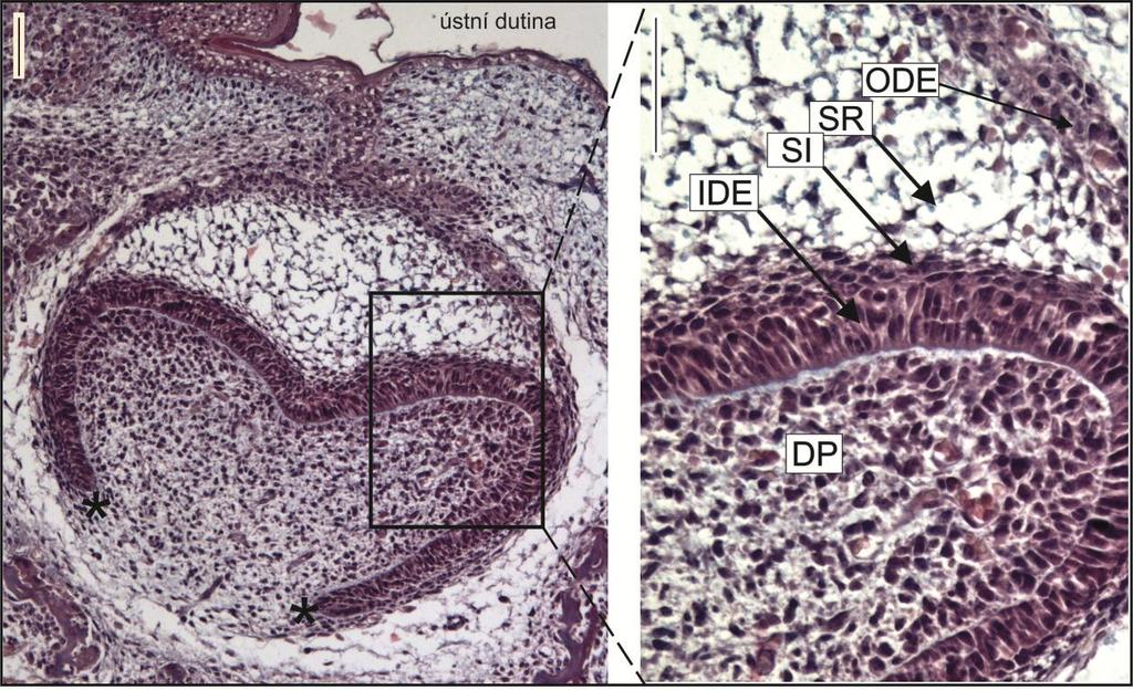 hvězdicovité retikulum (stellate reticulum). Vnitřní a zevní sklovinný epitel v sebe přecházejí na okraji zubního pohárku v místě označovaném cervical loop.