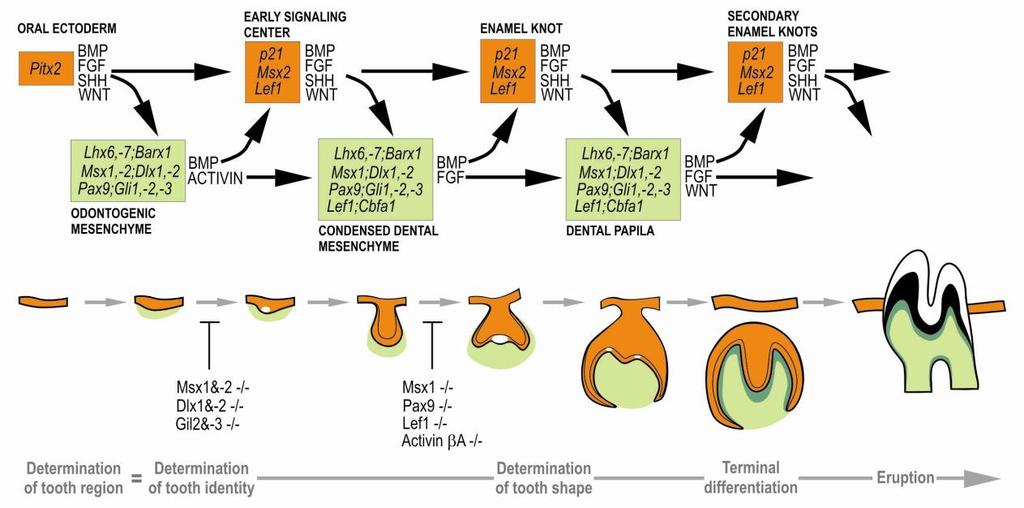 Obrázek 9. Schematický přehled signálů, regulujících zubní morfogenezi. V horní části obrázku jsou znázorněny molekulární kaskády, v dolní části odpovídající morfologická stádia vývoje zubu.