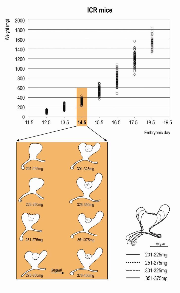 Obrázek 15. Vzájemný vztah mezi tělesnou hmotností embrya a vývojovými stádii zubního základu. Graf znázorňuje distribuci tělesných hmotností embryí CD1 myší na ED 11,5 19,5.