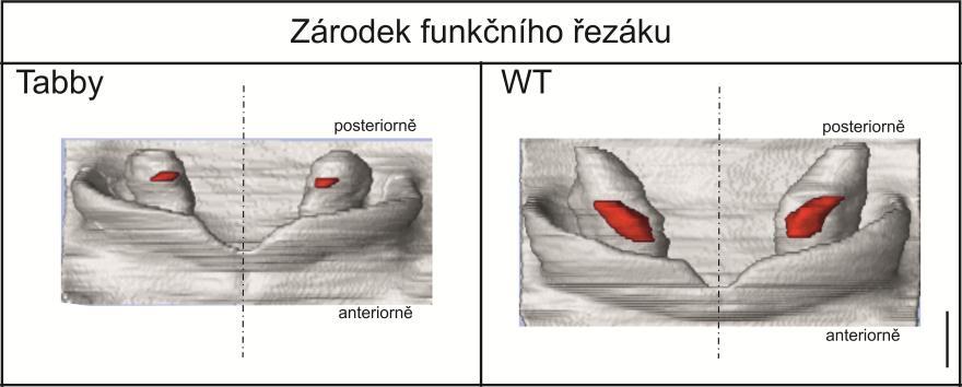 Nacházela se na okraji vyvíjejícího se základu funkčního řezáku. Opět jsme nenalezli viditelné rozdíly mezi WT a Tabby zárodky (obr. 17). Obrázek 17.