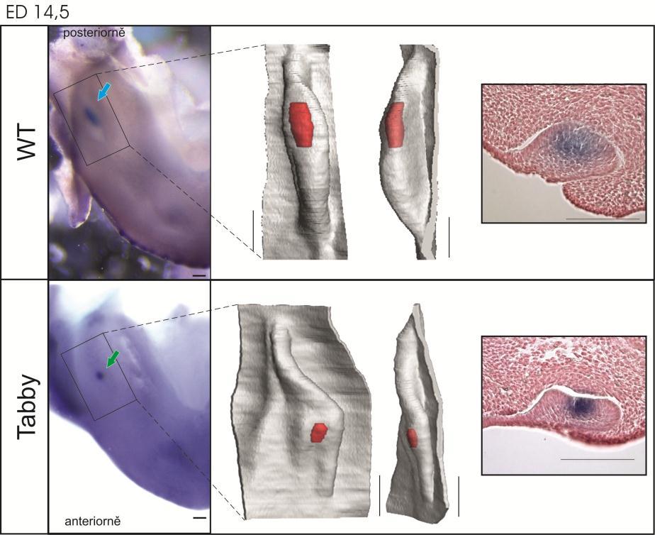Obrázek 23. Přehledné srovnání situace v tvářové oblasti na ED 14,5 mezi WT (216 mg) a Tabby (205 mg). Exprese Shh vizualizovaná pomocí WISH.