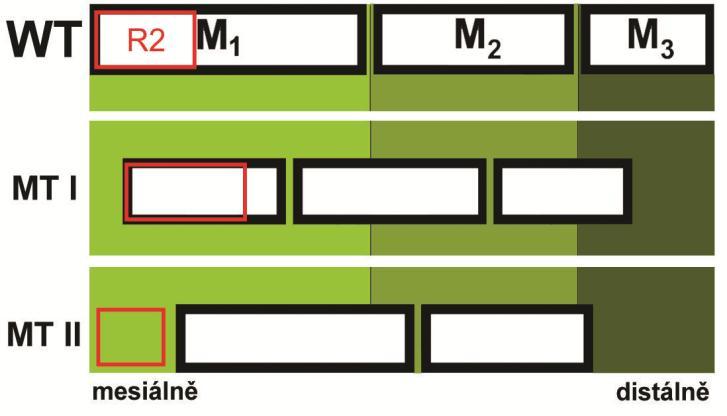 U morfotypu II (MT II) se R2 vytváří dříve oproti MT I, a přibližně ve stejnou dobu jako u WT zárodků. Vzhledem k nedostatečné Shh expresi (viz.