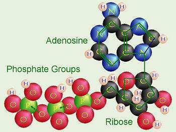 Polymorfie ATP 31 P MAS NMR 3 Na MQ/MAS -1-1 7 Al 4-3 Na MAS NMR 1-31 P MAS NMR 3