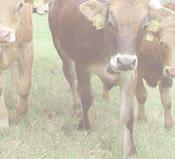 However, the success of breeders depends on their knowledge of grazing and herd management, including feeding and