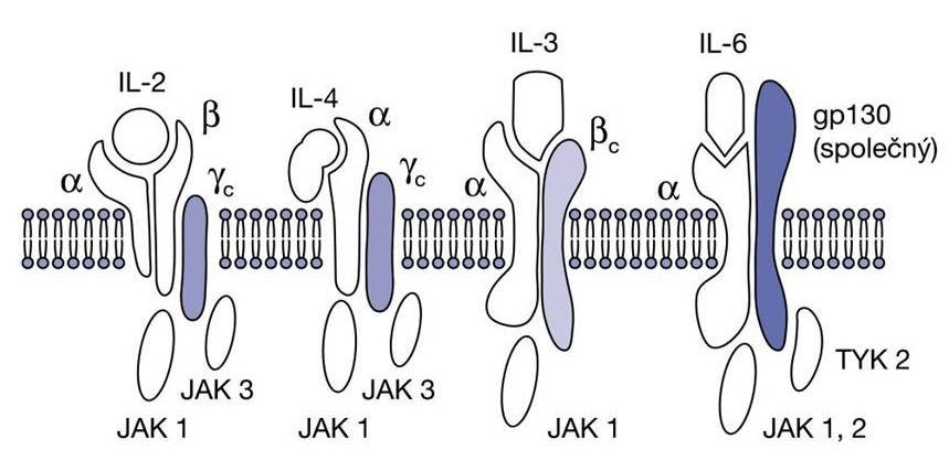 sdílena několika různými cytokinovými receptory. Na základě toho lze receptory pro cytokiny sdružit do několika skupin. Obr. č.7 Podjednotkové složení cytokinových receptorů.